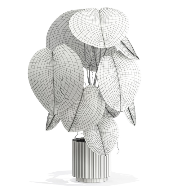 Plants collection 582
