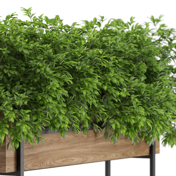 Plants collection 588