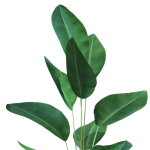 Plants collection 592