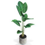 Plants collection 592