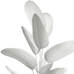 Plants collection 592