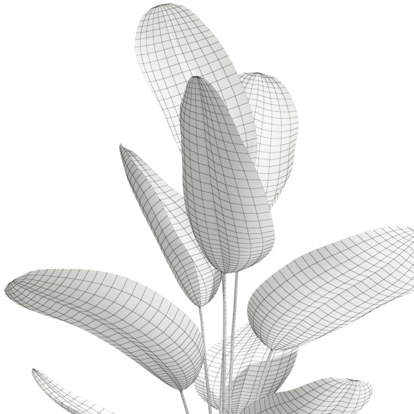 Plants collection 592