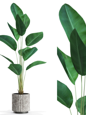 Plants collection 592