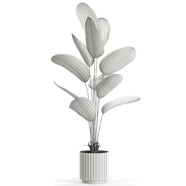 Plants collection 592