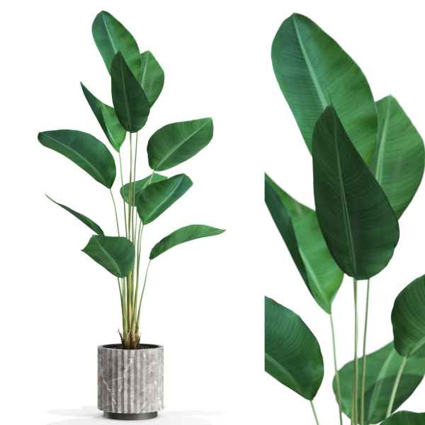 Plants collection 592