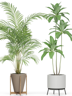 plants-collection-596-3d-model-max-fbx-c4d-blend