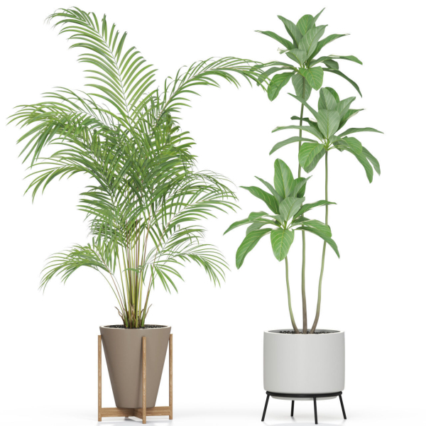 Plants collection 596