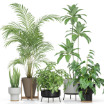 Plants collection 596