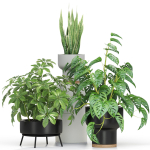 Plants collection 596