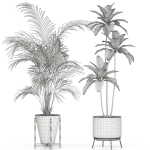 Plants collection 596
