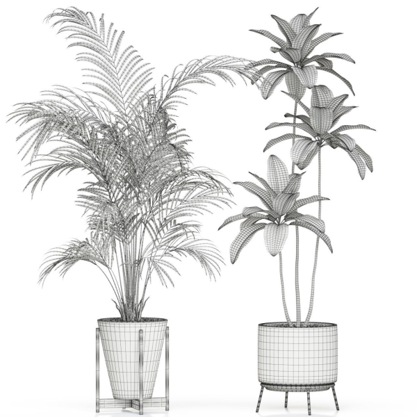 Plants collection 596