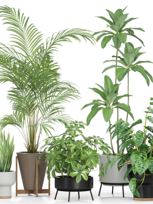 Plants collection 596
