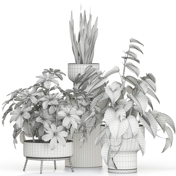 Plants collection 596