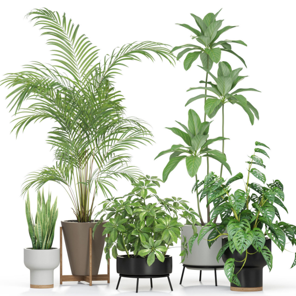 Plants collection 596