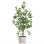 Plants collection 609