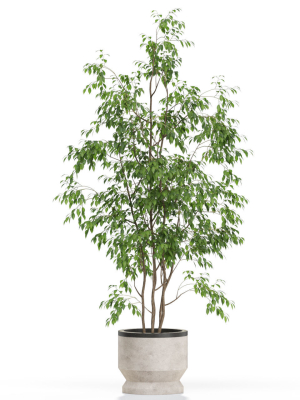 plants-collection-609-3d-model-max-obj-fbx-c4d-blend