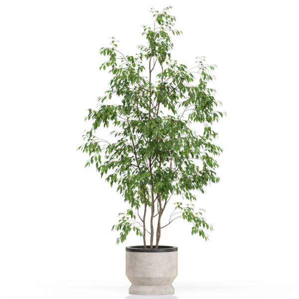 Plants collection 609