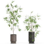 Plants collection 609