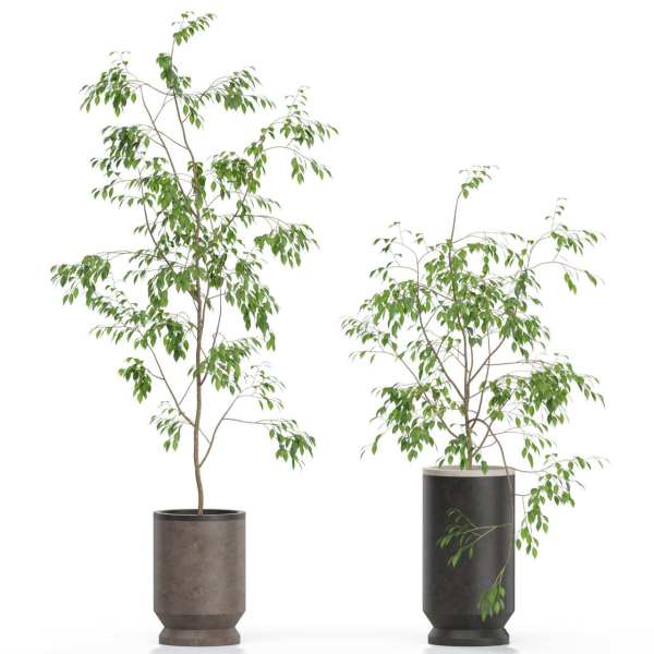 Plants collection 609