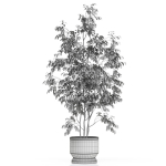 Plants collection 609