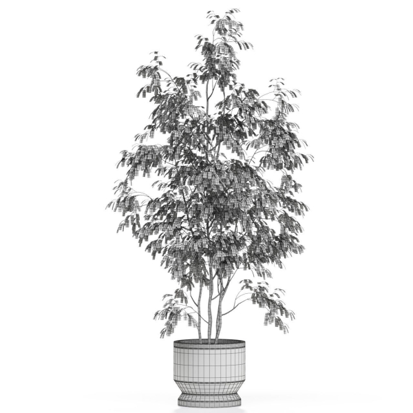 Plants collection 609