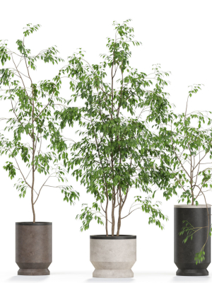 Plants collection 609