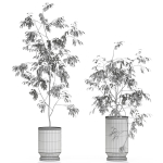 Plants collection 609
