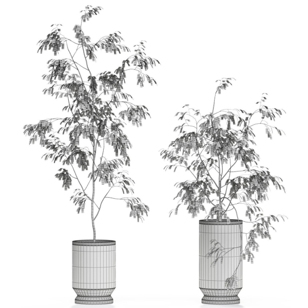 Plants collection 609