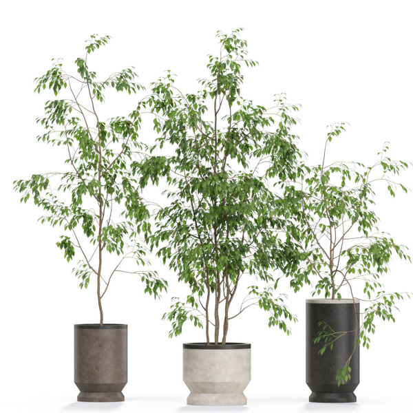 Plants collection 609
