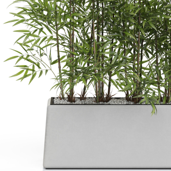 Plants collection 615