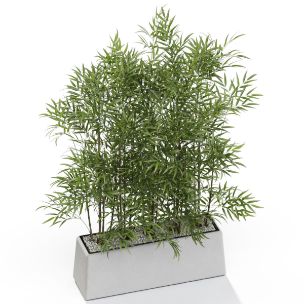 Plants collection 615
