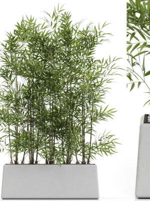 Plants collection 615