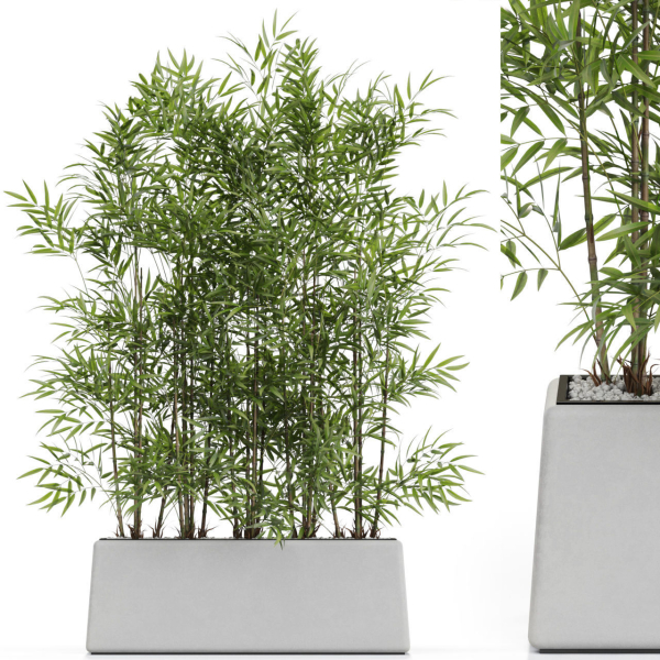 Plants collection 615