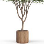 Plants collection 626