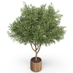 Plants collection 626