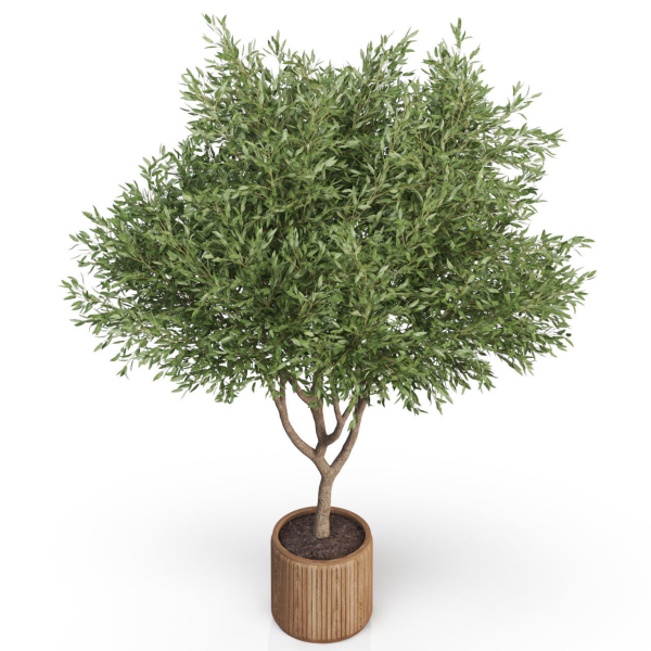 Plants collection 626