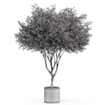 Plants collection 626