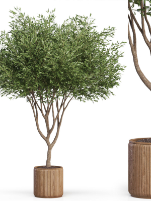 Plants collection 626