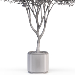 Plants collection 626
