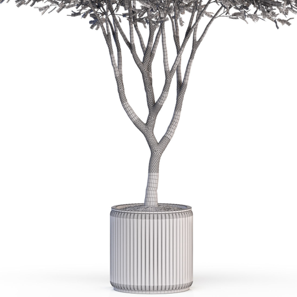 Plants collection 626