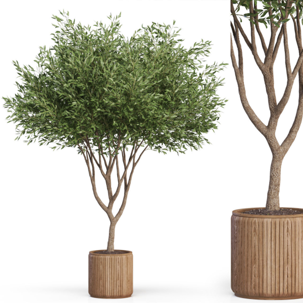 Plants collection 626