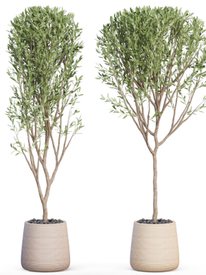 plants-collection-635-3d-model-max-obj-fbx-c4d-blend