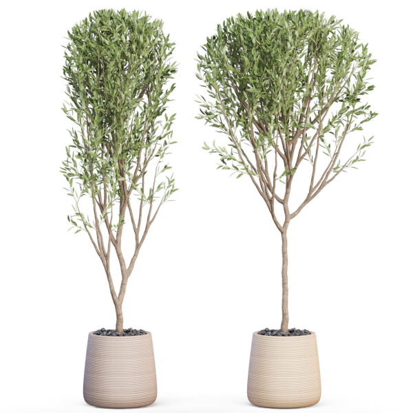 Plants collection 635