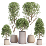 Plants collection 635