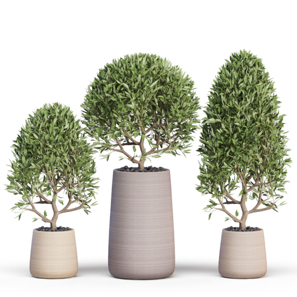 Plants collection 635