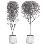 Plants collection 635