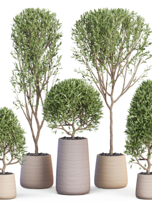 Plants collection 635