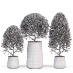 Plants collection 635