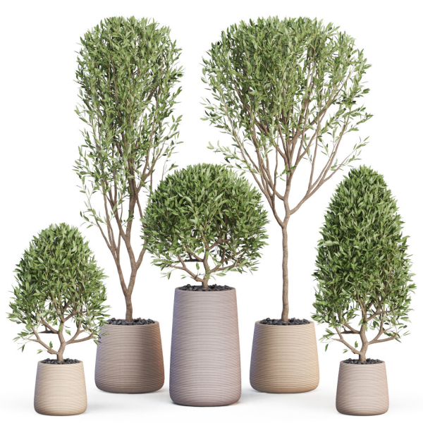 Plants collection 635
