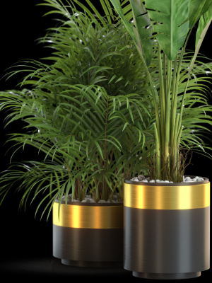 plants-collection-638-3d-model-max-obj-fbx-c4d-blend